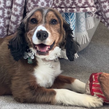 her English Springer Spaniel rescue, Jessi